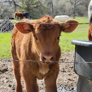 Meet your Posher, Cheyne